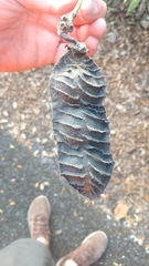 Mucuna sloanei