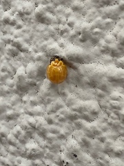 Neocalvia anastomozans