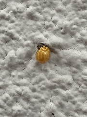 Neocalvia anastomozans