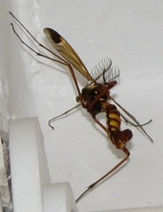 Ctenophora ornata