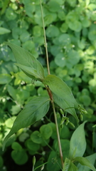 Polygonum jucundum