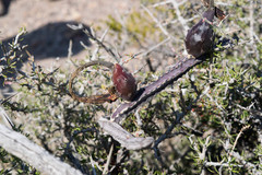 Peniocereus greggii greggii