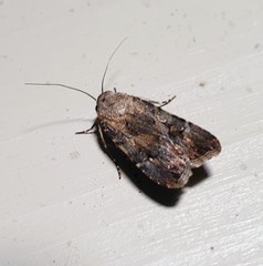 Agrotis munda