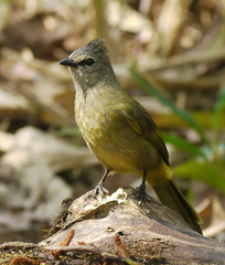 Pycnonotus flavescens