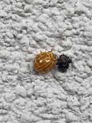 Neocalvia anastomozans