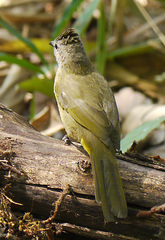Pycnonotus flavescens
