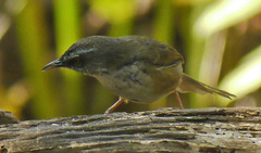 Prinia superciliaris