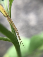 Tetragnatha