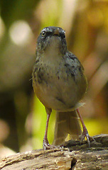 Prinia superciliaris