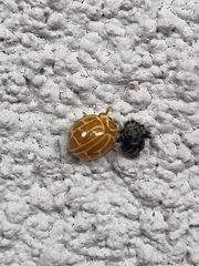 Neocalvia anastomozans