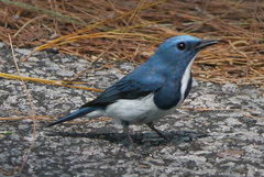 Ficedula superciliaris