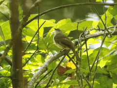 Phyllastrephus flavostriatus