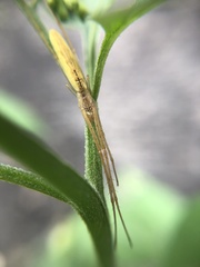 Tetragnatha