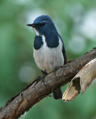 Ficedula superciliaris