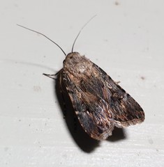 Agrotis munda