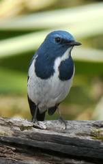 Ficedula superciliaris