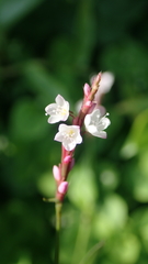 Polygonum jucundum