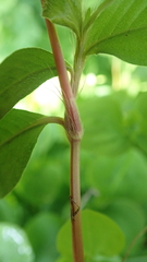 Polygonum jucundum