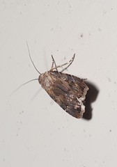 Agrotis munda