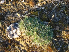 Festuca indigesta