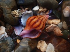 Peristernia reincarnata