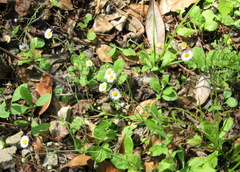 Erigeron quercifolius