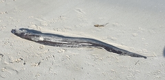 Conger verreauxi