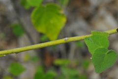 Abutilon viscosum