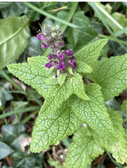 Teucrium hircanicum