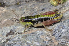 Epipodisma pedemontana