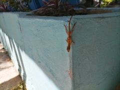 Anolis wattsii