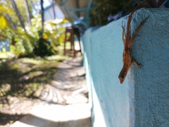 Anolis wattsii