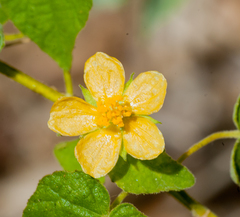 Abutilon viscosum