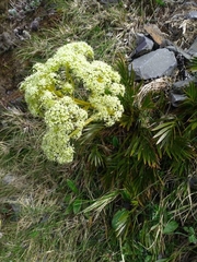 Aciphylla similis