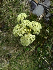 Aciphylla similis