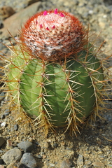 Melocactus harlowii