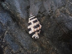 Engina zonalis