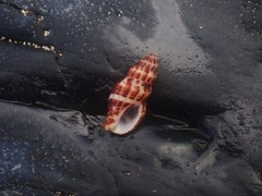 Maculotriton serriale