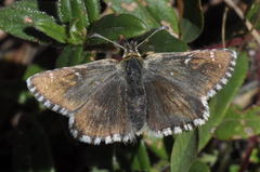 Pyrgus cacaliae