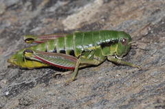 Epipodisma pedemontana