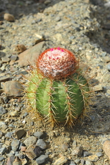 Melocactus harlowii