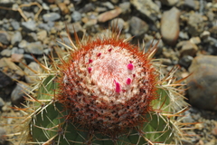 Melocactus harlowii