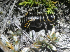 Deinacrida tibiospina