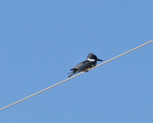 Belted Kingfisher photographed in Texas