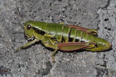 Epipodisma pedemontana