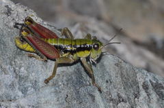 Epipodisma pedemontana