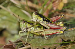 Epipodisma pedemontana