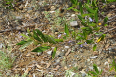 Pseudocarpidium avicennioides