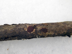 Hypoxylon cercidicola