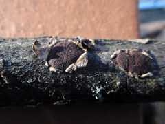 Hypoxylon cercidicola